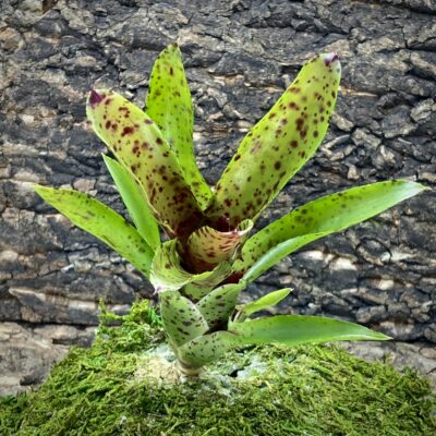 Mini Neoregelia Bromeliad - Cheers