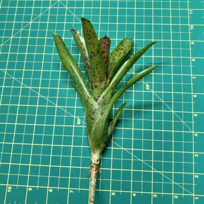 Mini Neoregelia Bromeliad - Cheers size