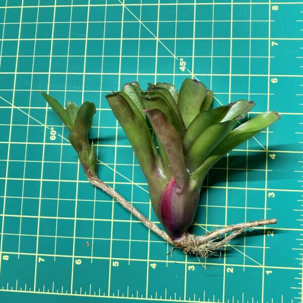 Mini Neoregelia Bromeliad - Chiquita Linda Fireball size
