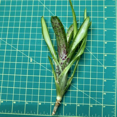 Mini Neoregelia Bromeliad - Chrissy size
