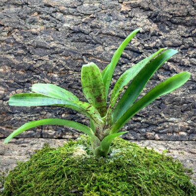 Mini Neoregelia Bromeliad - Couger