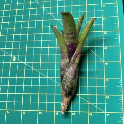 Mini Neoregelia Bromeliad - Easter Egg Size