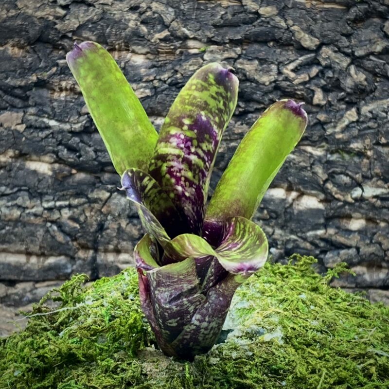 Nano Neoregelia Bromeliad - Easter Egg