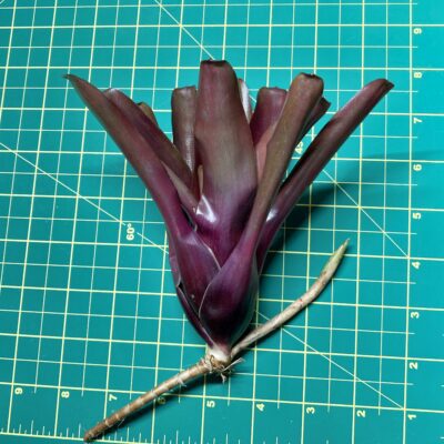 Mini Neoregelia Bromeliad - Fireball size