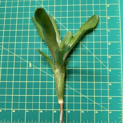 Mini Neoregelia Bromeliad - Freckles size