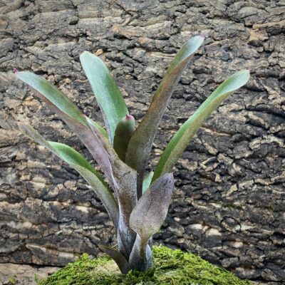 Mini Neoregelia Bromeliad - Geppeto