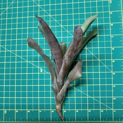 Mini Neoregelia Bromeliad - Geppeto size