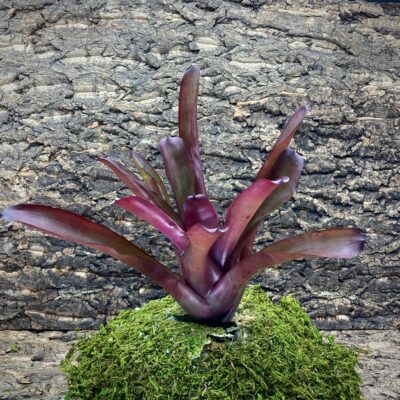 Mini Neoregelia Bromeliad - Grape Vine