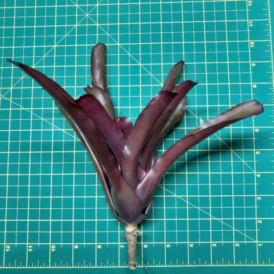 Mini Neoregelia Bromeliad - Grape Vine size