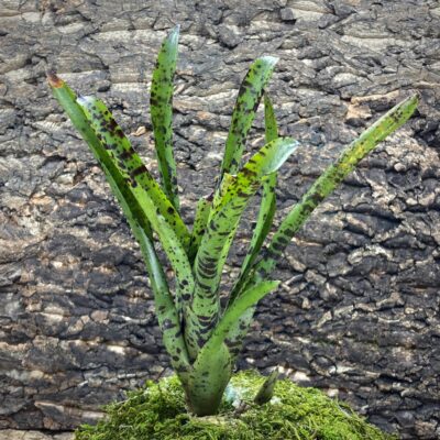 Mini Neoregelia Bromeliad - Hot Wire