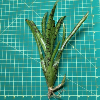 Mini Neoregelia Bromeliad - Hot Wire size