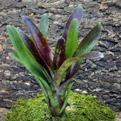Mini Neoregelia Bromeliad - Howzit