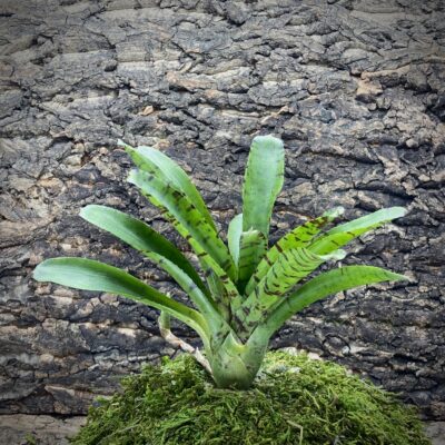 Mini Neoregelia Bromeliad - Itty Kitty