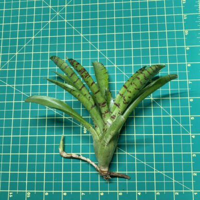 Mini Neoregelia Bromeliad - Itty Kitty size