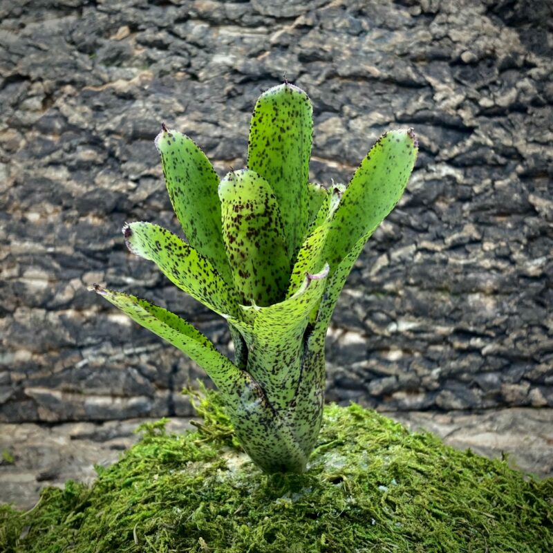 Nano Neoregelia Bromeliad - Joao Marcio x Shamrock