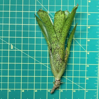 Mini Neoregelia Bromeliad - Joao Marcio x Shamrock size