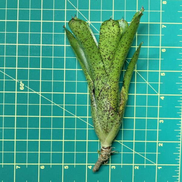 Mini Neoregelia Bromeliad - Joao Marcio x Shamrock size