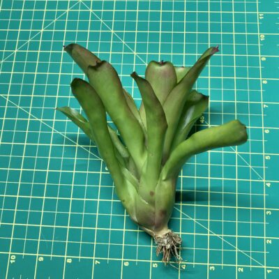 Mini Neoregelia Bromeliad - June Night size