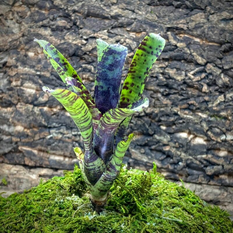 Nano Neoregelia Bromeliad - Kit Kat