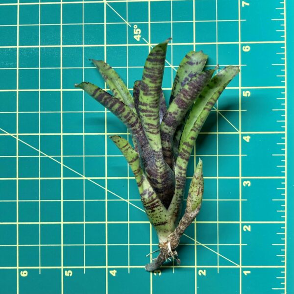 Mini Neoregelia Bromeliad - Kit Kat size