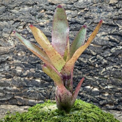 Mini Neoregelia Bromeliad - Li Hing