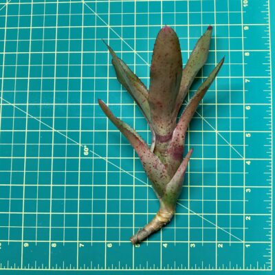 Mini Neoregelia Bromeliad - Li Hing size