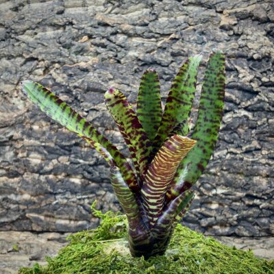 Mini Neoregelia Bromeliad - Licorice Twist