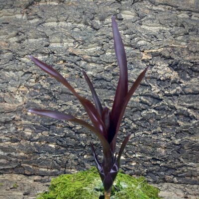 Mini Neoregelia Bromeliad - Midas