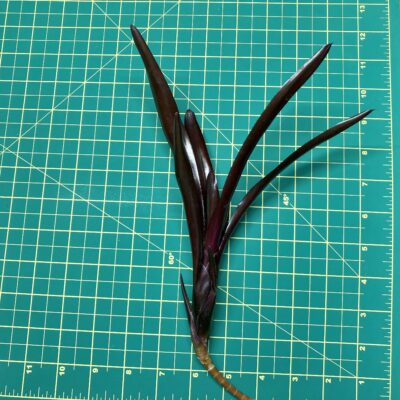 Mini Neoregelia Bromeliad - Midas size