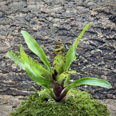 Mini Neoregelia Bromeliad - Monkey Business