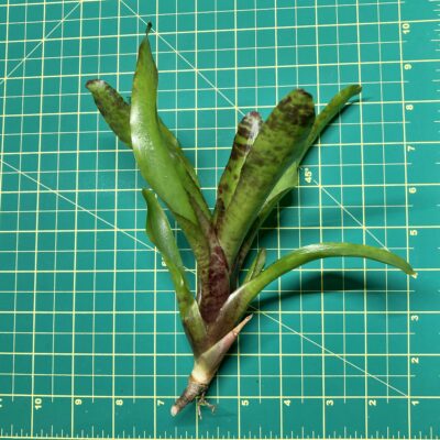 Mini Neoregelia Bromeliad - Monkey Business size