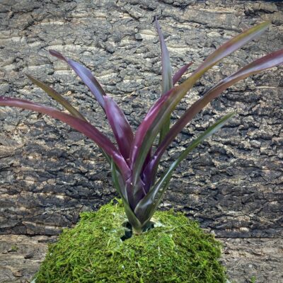Mini Neoregelia Bromeliad - Morris Henry Hobbs x Pauciflora
