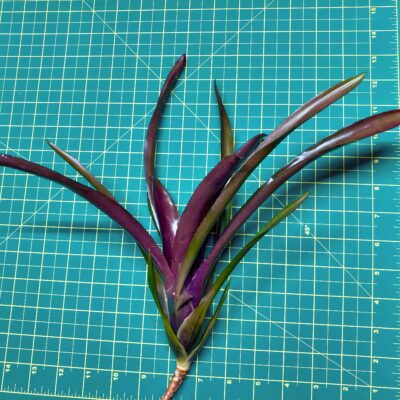 Mini Neoregelia Bromeliad - Morris Henry Hobbs x Pauciflora size