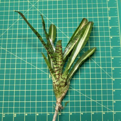 Mini Neoregelia Bromeliad - Palmaris size