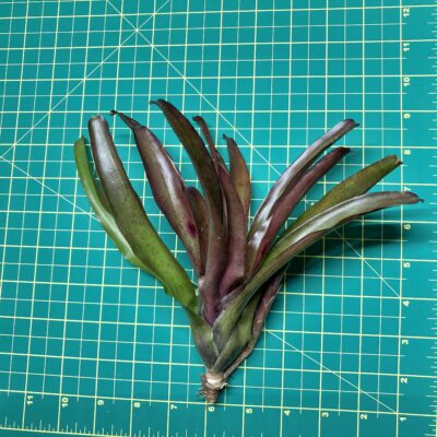 Mini Neoregelia Bromeliad - Pauciflora x Grenada (f2) size