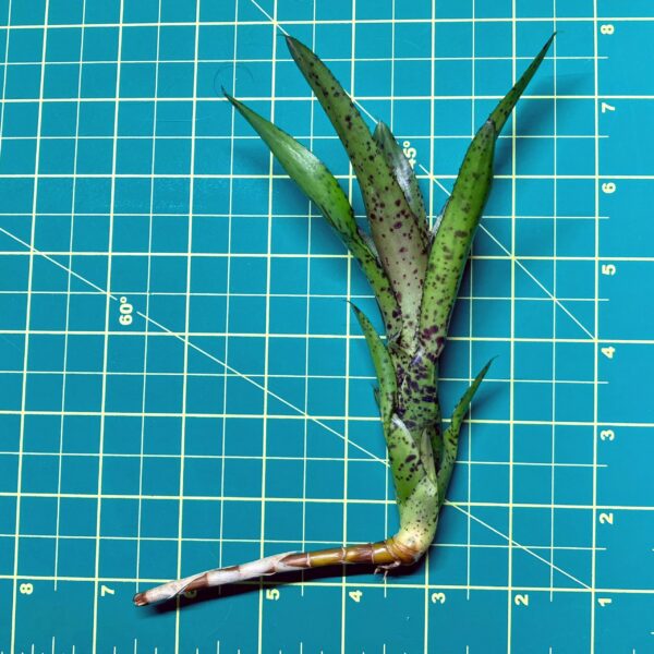 Mini Neoregelia Bromeliad - Pauciflora x Lilliputiana size