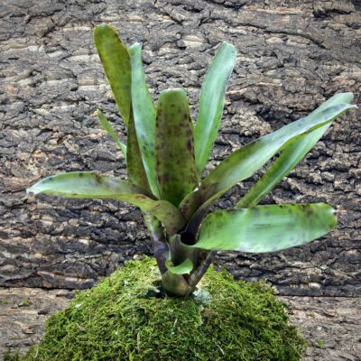 Mini Neoregelia Bromeliad - Pesadilla