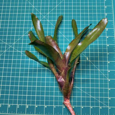Mini Neoregelia Bromeliad - Pesadilla size