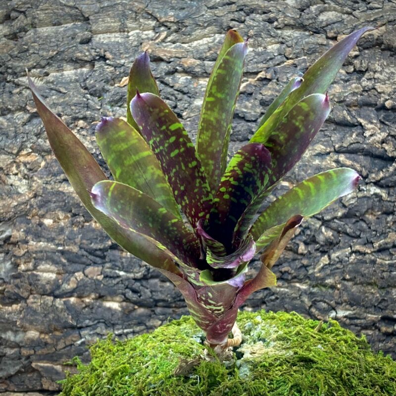 Mini Neoregelia Bromeliad - Pheasant