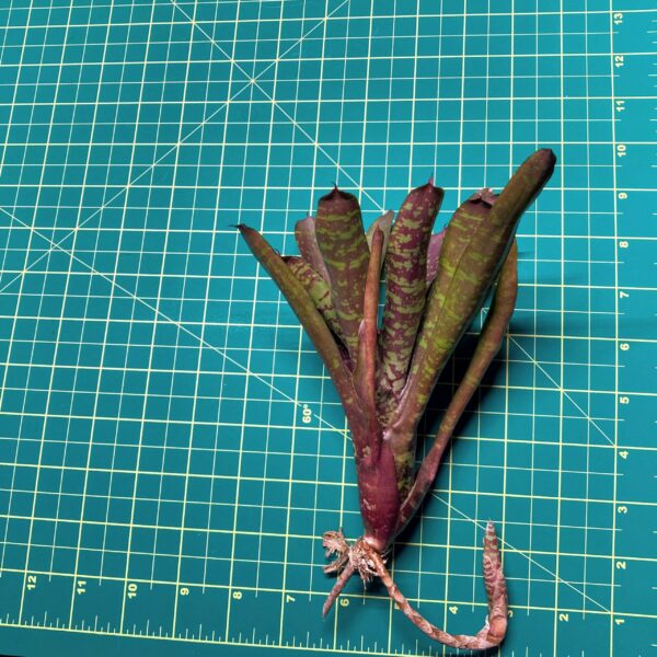 Mini Neoregelia Bromeliad - Pheasant size