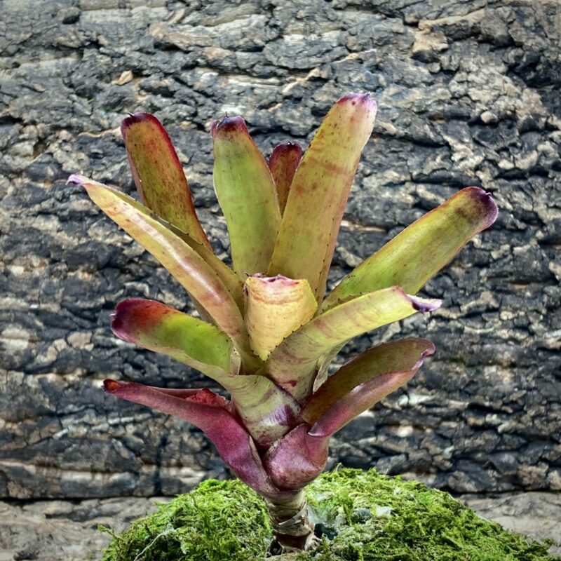 Mini Neoregelia Bromeliad - Prairie Fire