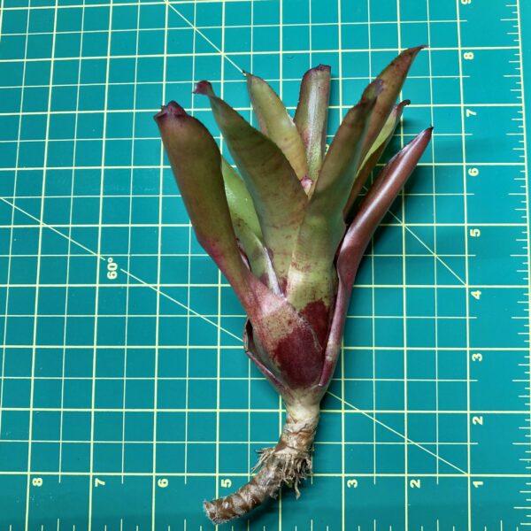 Mini Neoregelia Bromeliad - Prairie Fire size