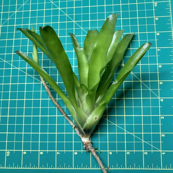 Mini Neoregelia Bromeliad - Punctatissima x Blushing Tiger size