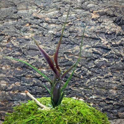 Nano Neoregelia Bromeliad - Purple Princes