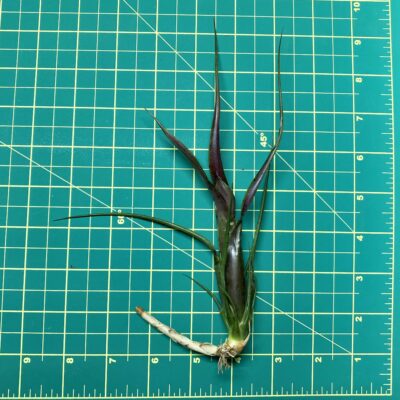 Mini Neoregelia Bromeliad - Purple Princes size