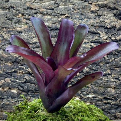 Mini Neoregelia Bromeliad - Purple Star x Fireball