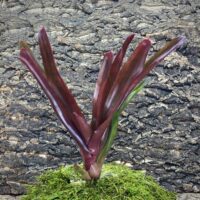 Mini Neoregelia Bromeliad - Red Bird