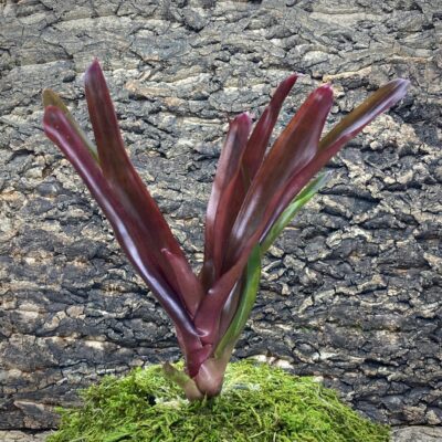 Mini Neoregelia Bromeliad - Red Bird