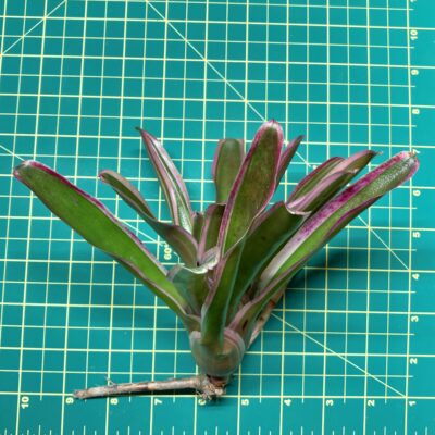 Mini Neoregelia Bromeliad - Rosy Fireball size