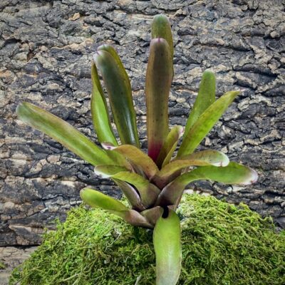 Mini Neoregelia Bromeliad - Straight and Narrow
